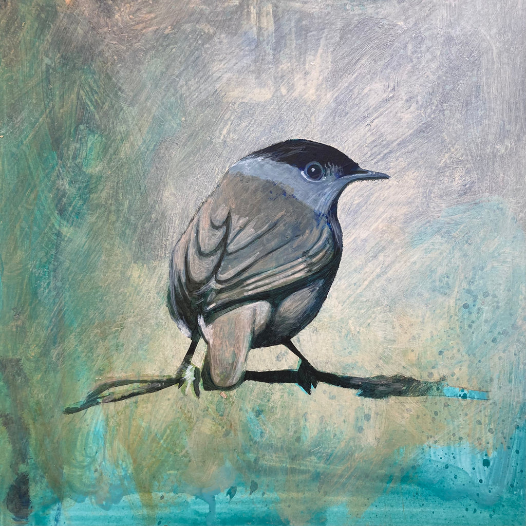 Mr Blackcap II