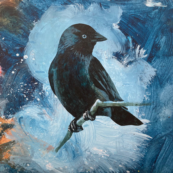 Mrs Jackdaw